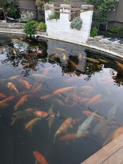 Koi pond decorations