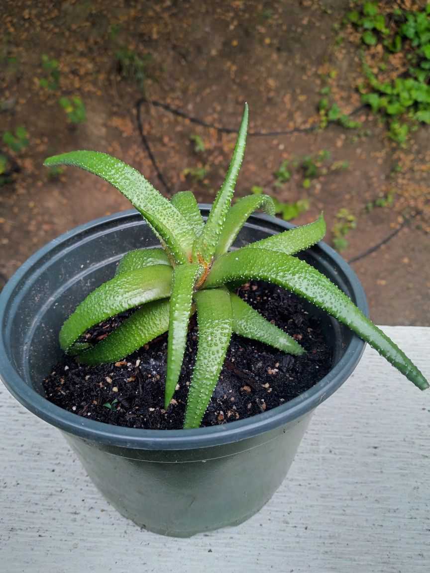 Green Hawortia