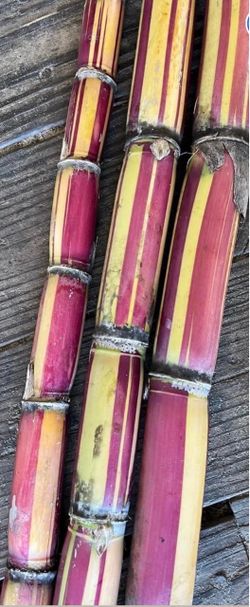 Jamaican Red Stripe Sugar Cane - RARE