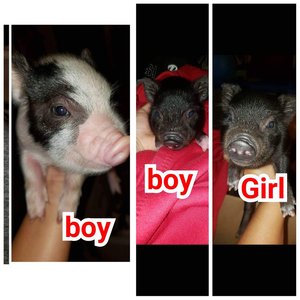 FOR SALE $75 EACH I HAVE 3 LIL potbelly pigs. 2boys & 1girl. They're ready for new home they're healthy