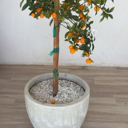 I Mature Meiwa Kumquat Tree – Fruiting – $1,400