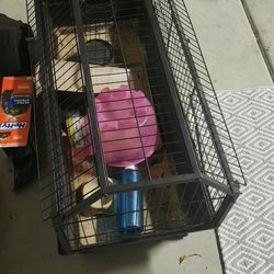 Guinea Pig Enclosure