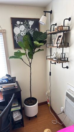 Fiddle leaf fig tree plant