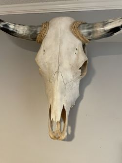 Vintage Cow Skull And Horns Thumbnail