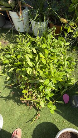 Insulin plant.  Plantas de insulina