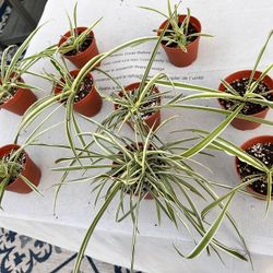 Spider Plants 🌱 (Starters with strong roots!)