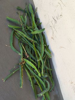 Dragon fruit cutrings