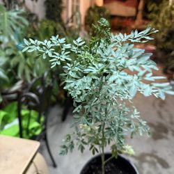 Ruda Plant 5 Each In One Gallon 