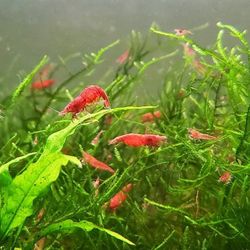 Red Cherry Shrimp (Fire Red) neocaridina