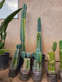 Cereus repandus, the Peruvian apple cactus