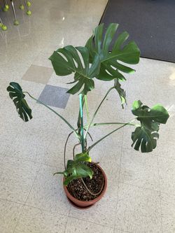 Healthy Monstera $5