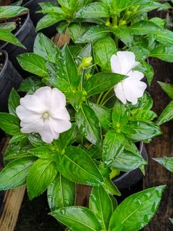 Beautiful Inpatiens Flowers Only $3🌿🩷