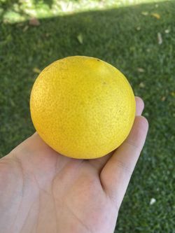Vendo Limas Mexicanas Frescas 3 Libras Por $5