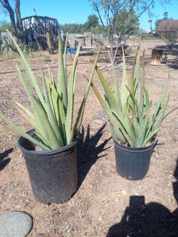 Cactus plants
