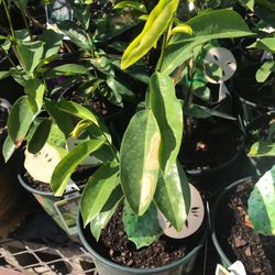 Soursop Graviola Guanabana Annona Muricata 1 Gallon Seedling Plant Tree Fully Grown