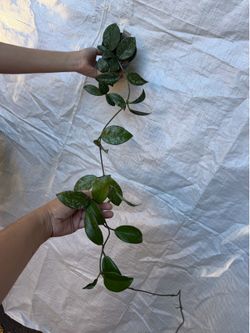 4” Hoya bright one splash