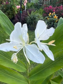 WHITE BUTTERFLY GINGER (3 gallon pot)
