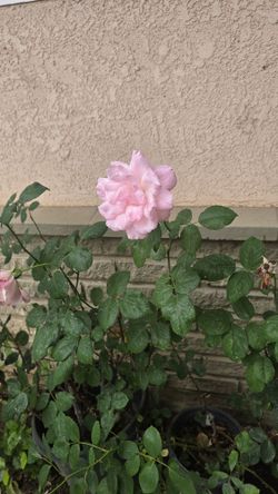 Pink flowers