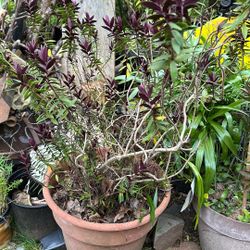 Hebe ‘Pretty in Pink’