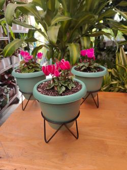 Cyclamen Plants