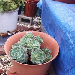 Large Pot Of Flowered Succulents