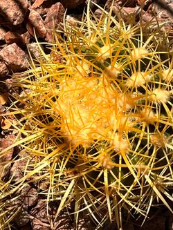 Barrel Cactus Pups - $25 Each - Freshly Removed