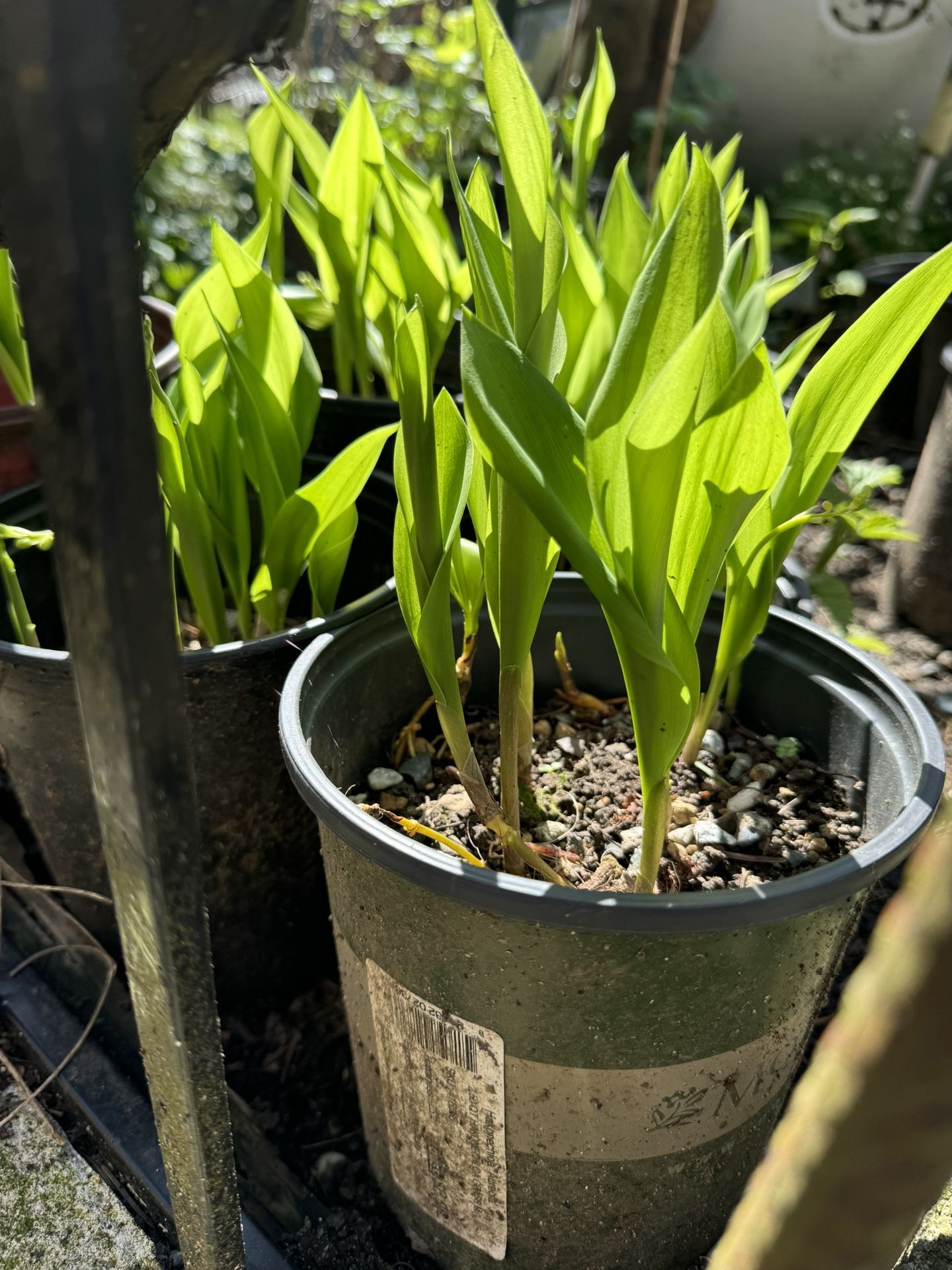  lilies  of the valley Plant