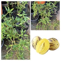 PEPINO MELON DULCE MELON PEAR TREE PLANT 人參菓 1 GALLON POT LIVE PLANT VERY HEALTHY FRUIT  $10 EACH 