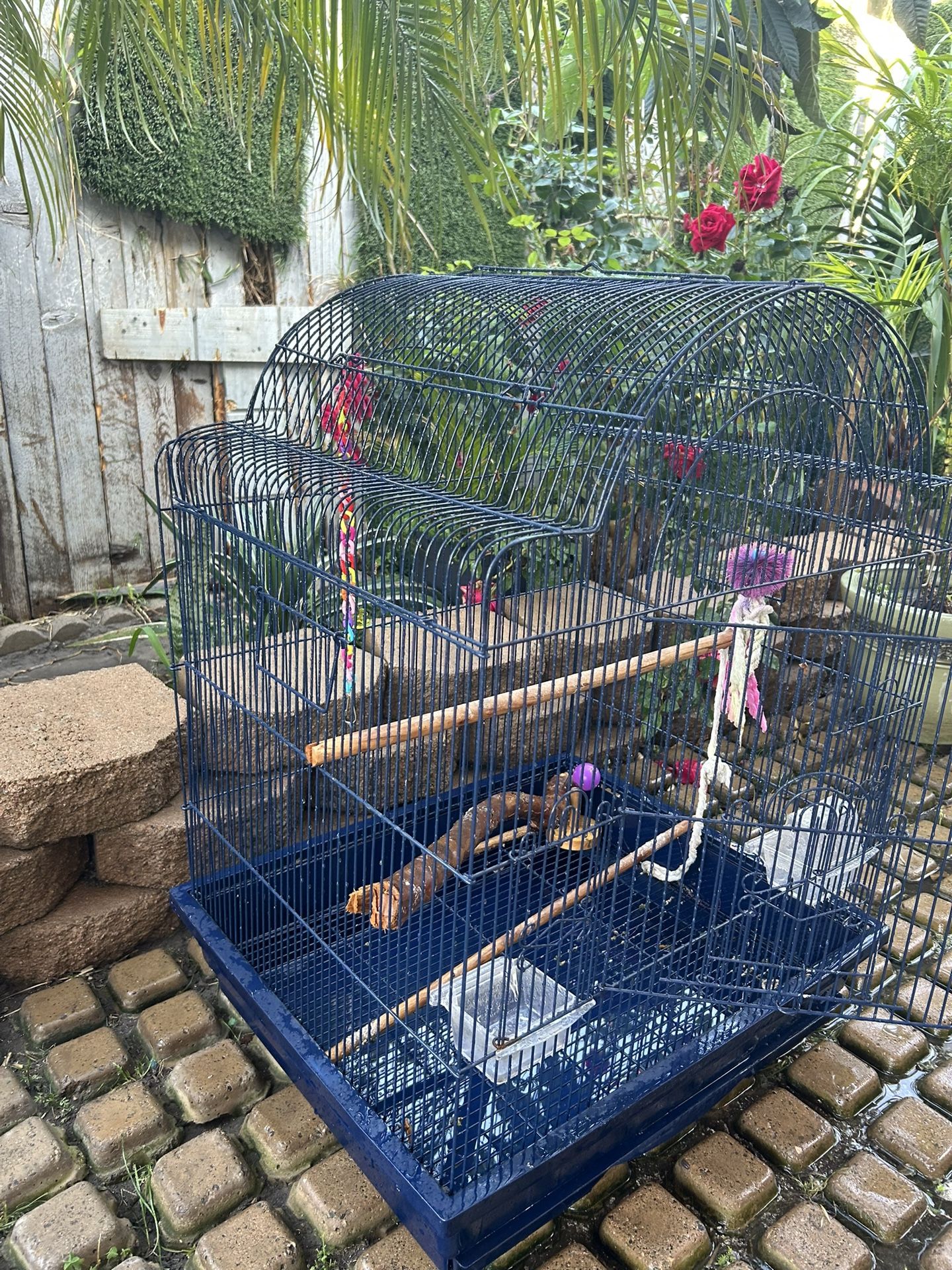 Bird Cage 