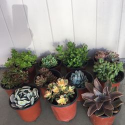 Succulents 