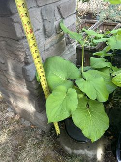 Hierba Santa , Orégano , Romero Y Ruda 