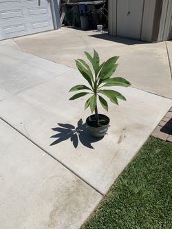1 Large Plumeria Flower Pot Pink Flower