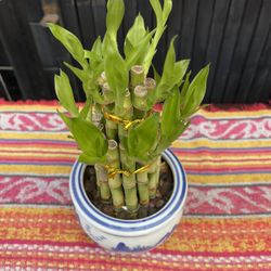 Chinese Lucky Bamboo With A Nice Blue And White Pot 