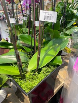 Orchids