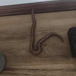 Kenya Sand Boa 