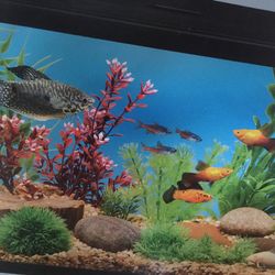 aquarium fish tank with electric pump filter