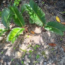 California SAGO Palm -$20