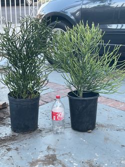 Planta a 10 dolares cada una