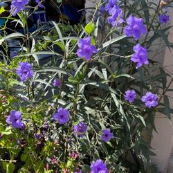 Mexican petunia Plant   Planta de petunia mexicana