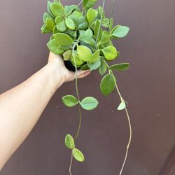 Hoya Keysii In 6” Pot 