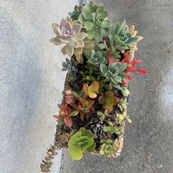 Succulent Mix Plant