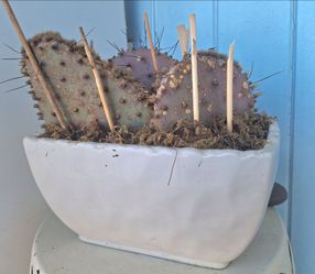 Santa Maria Prickly Pear Cactus plant