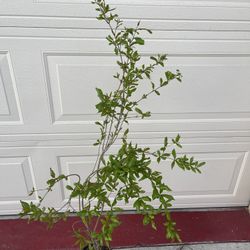 Healthy Red Ruby Pomegranate Fruit Tree Plant