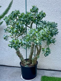 Newly Repotted Large Ripple/Wavy Jade (Crassula Arborescens) Plant 39.5"H