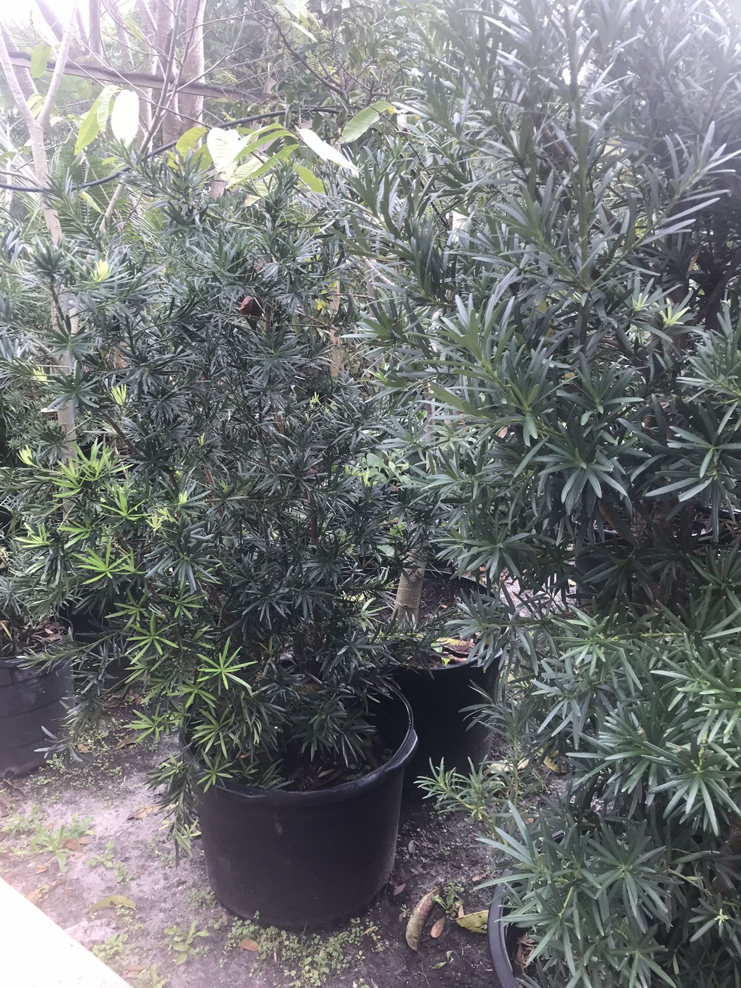 Podocarpus Plants