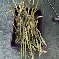 Dragon Fruit Cuttings 