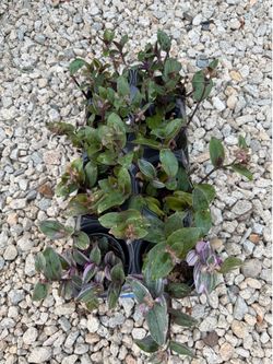 Plant bulk of 8 plants. 4” pot