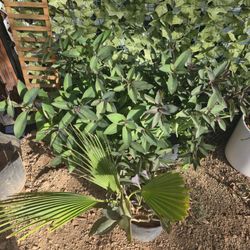 3 extra large mixed potted plants