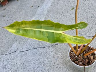 Monstera Billietiae Variegated 