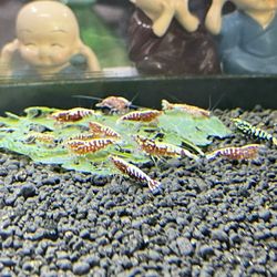 Red Galaxy Fishbone Pick Up Only 